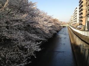 氷川台桜