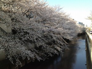 桜　氷川台