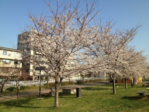 城北中央公園　桜　花見
